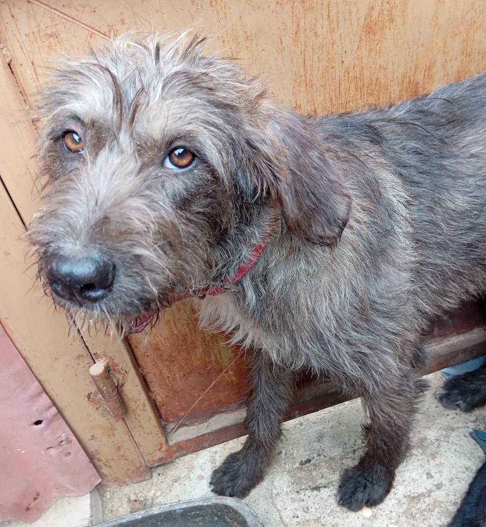 'Buscamos familia adoptiva para esta perrita. Se encuentra esterilizada. Si no es adoptada volverá a la calle. Si deseas que forme parte de tu familia, llama al +56999337688.' Favor RT! #Valparaíso