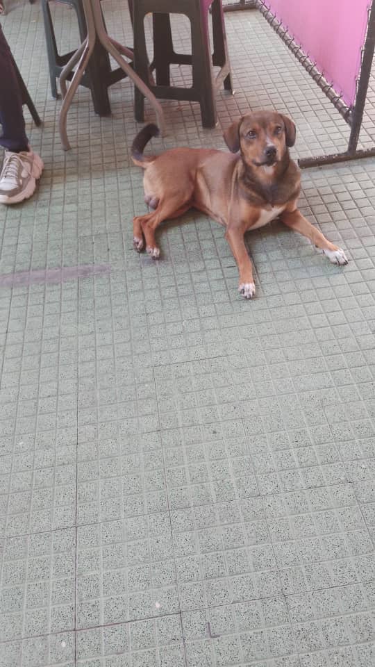Def_LasAcacias's tweet photo. Este perrito apareció el viernes 23/03 en la Av. María Teresa Toro @ColinasLAcacias frente a la Dulcería Rescatando Sabores se presume que se escapó de alguna casa o lo abandonaron, es muy educado y obediente. Cuando llegó estaba limpiecito https://t.co/XLDacuus3Q