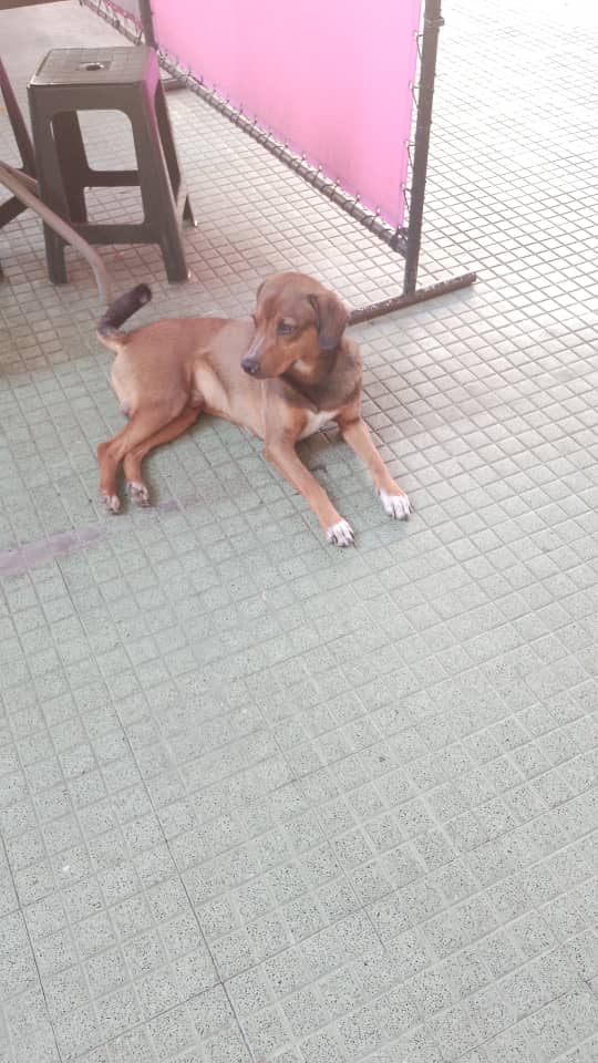 Def_LasAcacias's tweet photo. Este perrito apareció el viernes 23/03 en la Av. María Teresa Toro @ColinasLAcacias frente a la Dulcería Rescatando Sabores se presume que se escapó de alguna casa o lo abandonaron, es muy educado y obediente. Cuando llegó estaba limpiecito https://t.co/XLDacuus3Q