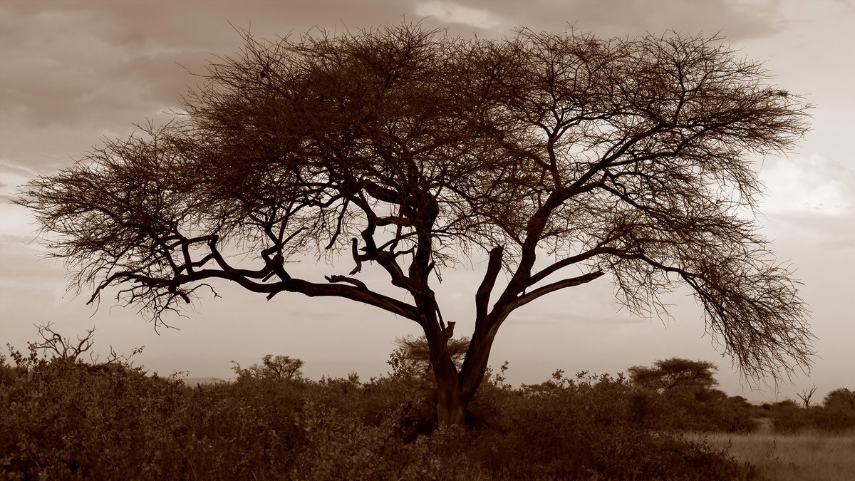 ketanvikamsey's tweet photo. | Cheetah on the prowl... | Kenya... |
#Cheetah #Kenya #Shompole #Wilderness #ketanvikamsey #KVKliks #EarthCapture #BBCEarth #NatgeoIndia #nationalgeographic #BBCWildlifePOTD #YourShotPhotographer #NatgeoYourShot #NGPhotographerchallenge #Christina_Shorter #Kristen_McNicholas https://t.co/Rgzf1MsLzT