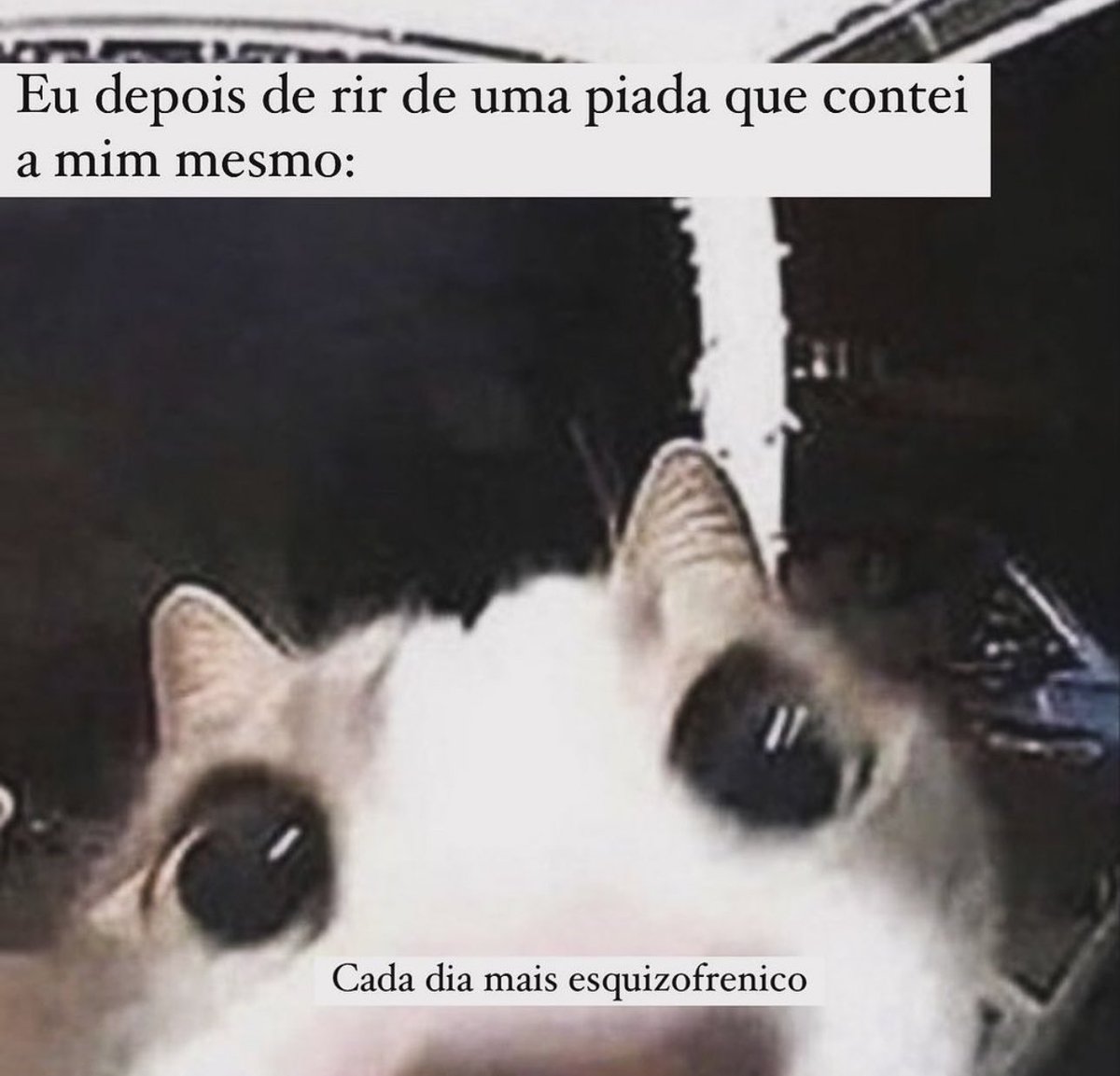 shitpostverdade's tweet photo. https://t.co/kANfH47C98