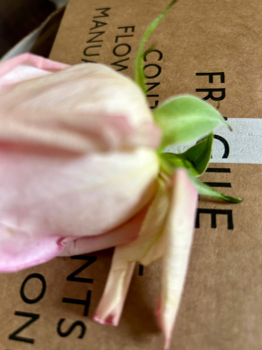 Bag_o_Lo's tweet photo. What my mother received compared to what she should have received for her birthday today via .@Waitrose Flowers are dying, snapped off and the water had been soaked up by the box, because they were tipped upside down.  I’ve emailed today but no response! https://t.co/6D5Yq7Y49a