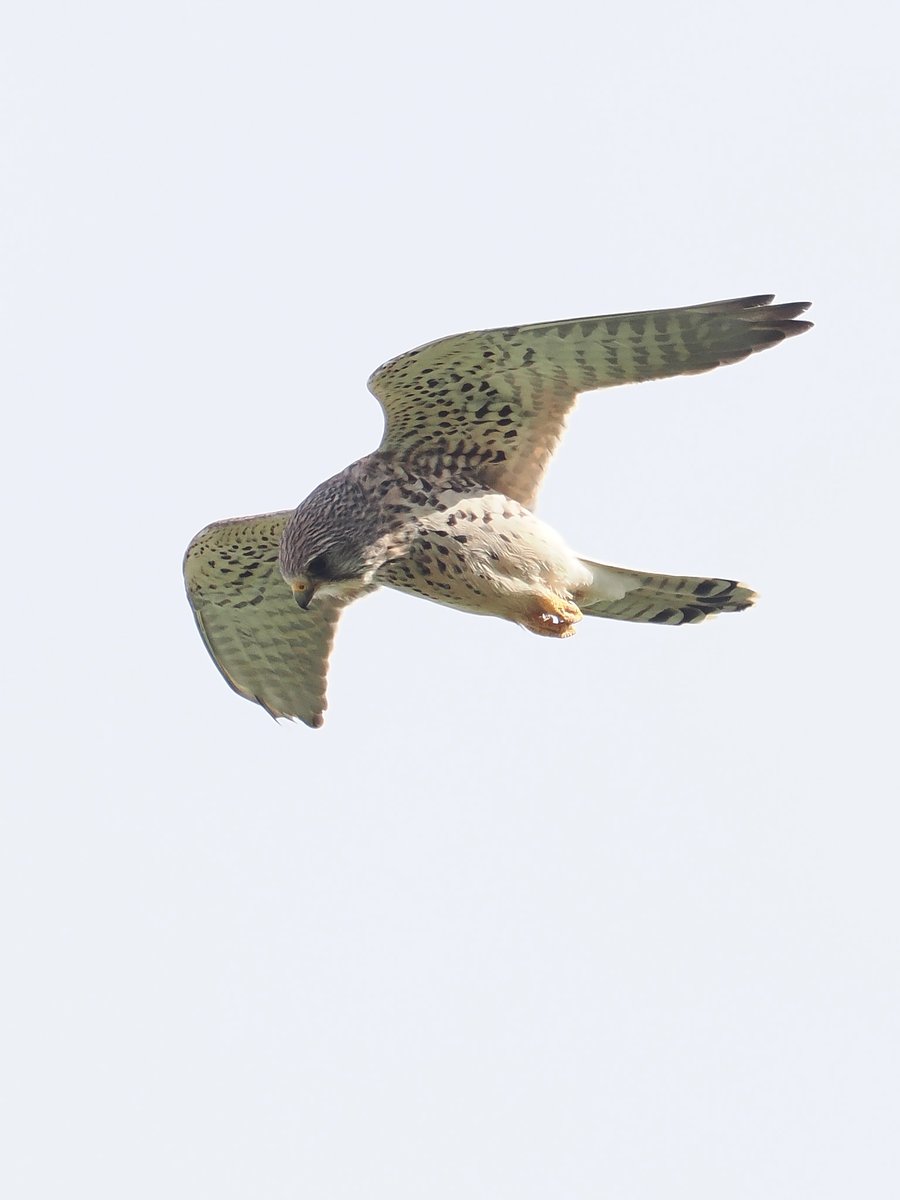 Swalecliffe. The Spring migration seems to have stalled. With Long-tailied Duck and Red-throated Divers on the sea giving it more of an end of Winter feel. Had some good views of a couple of our local Raptors today