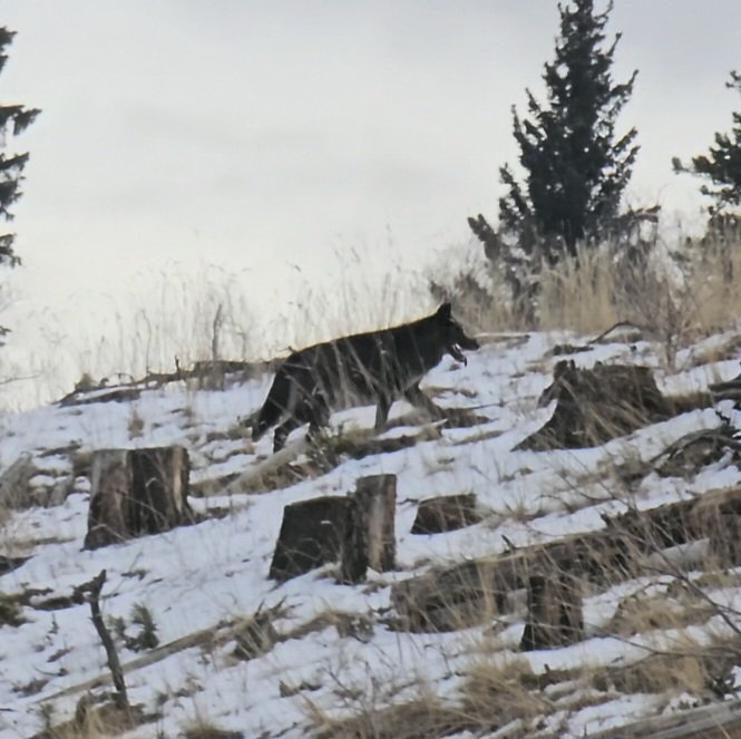 AndrewBeaucage's tweet photo. I was lucky enough to see a wolf yesterday in the west country of Alberta. #wolf #rare #doesnthappenoften https://t.co/eP1PWDhecs