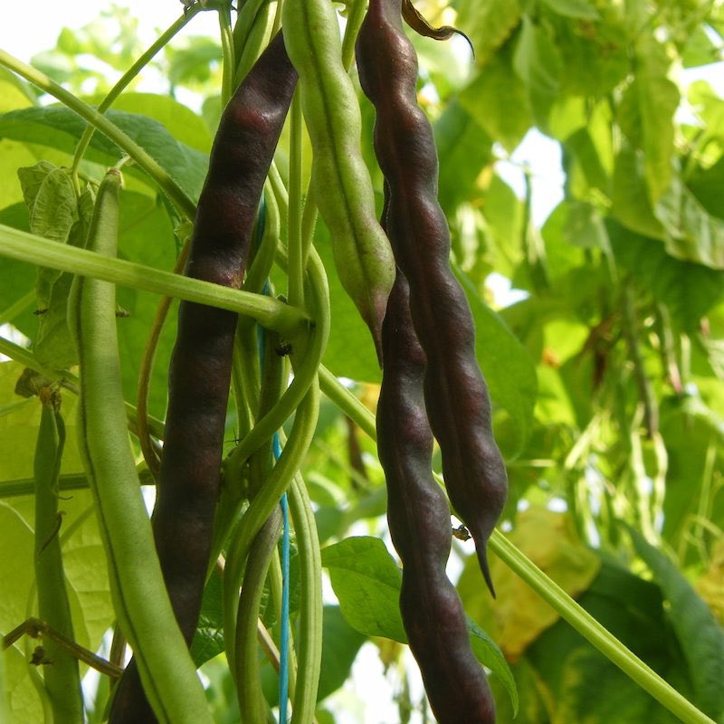 Discover the delicious and nutritious world of French beans! Plant varieties like Burpees Stringless Dwarf and Domatsu Climbing. Happy planting! 🌱 Link 🌞 tinyurl.com/3443bmef #FrenchBeans #GardenFacts #NutritionFact #HarvestJoy