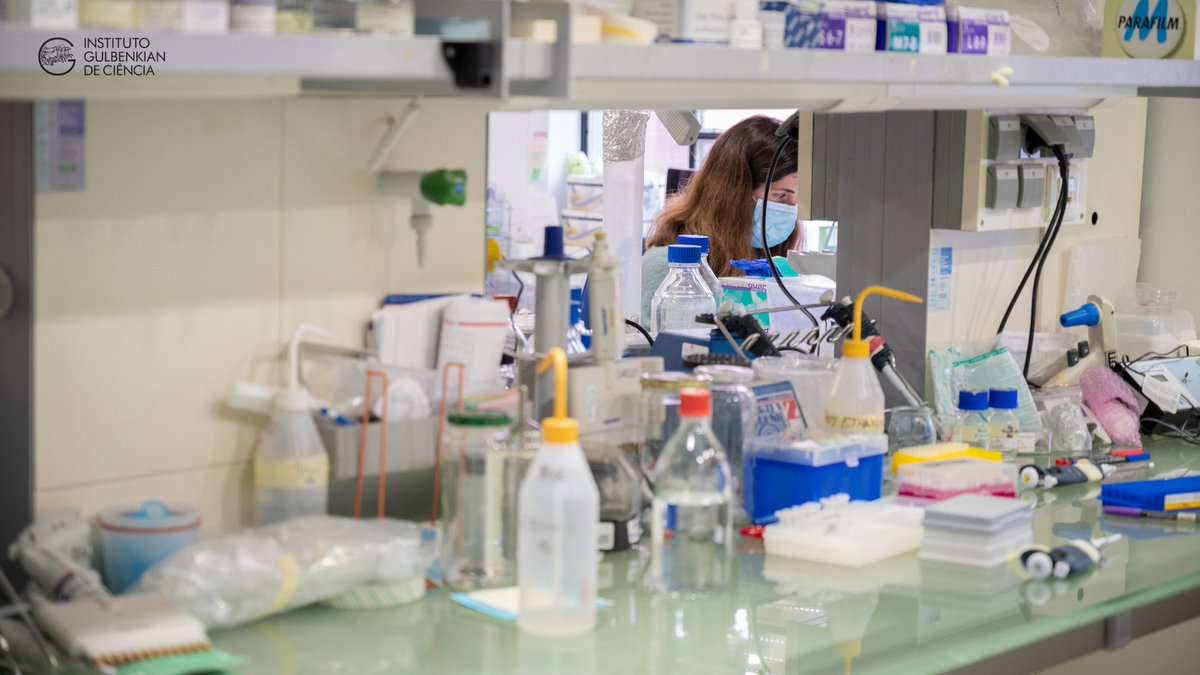 Our partner @IGCiencia offers several genomics services and scientific consulting to other partners of the Project.

Its Genomic Unit is equipped with state of the art that allows us to characterize the marine Portuguese biodiversity through DNA or RNA sequencing.