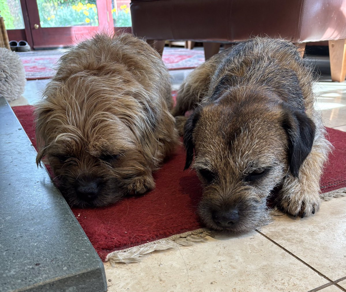 And rest ………….(we’ve had a busy few day 🥱) @HooliNuala #btposse #borderterrier
