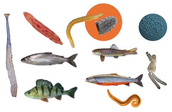 Parasite Eco-Evo Research Lab (@peerlab_nhmg) on Twitter photo Interested about #fish, #parasites, #ecology, #biodiversity and #evolution?
Join our lab with this fully funded PhD position: lifesciencesphd.unige.ch/jobs
🐠Deadline 1st April🐠
Be part of IMPACT-Integrated Monitoring of PArasites in Changing environmenTs <a href="/BiodiversaPlus/">Biodiversa+ (European Biodiversity Partnership)</a>, <a href="/snsf_ch/">Swiss National Science Foundation</a> Interested about #fish, #parasites, #ecology, #biodiversity and #evolution?
Join our lab with this fully funded PhD position: lifesciencesphd.unige.ch/jobs
🐠Deadline 1st April🐠
Be part of IMPACT-Integrated Monitoring of PArasites in Changing environmenTs <a href="/BiodiversaPlus/">Biodiversa+ (European Biodiversity Partnership)</a>, <a href="/snsf_ch/">Swiss National Science Foundation</a>