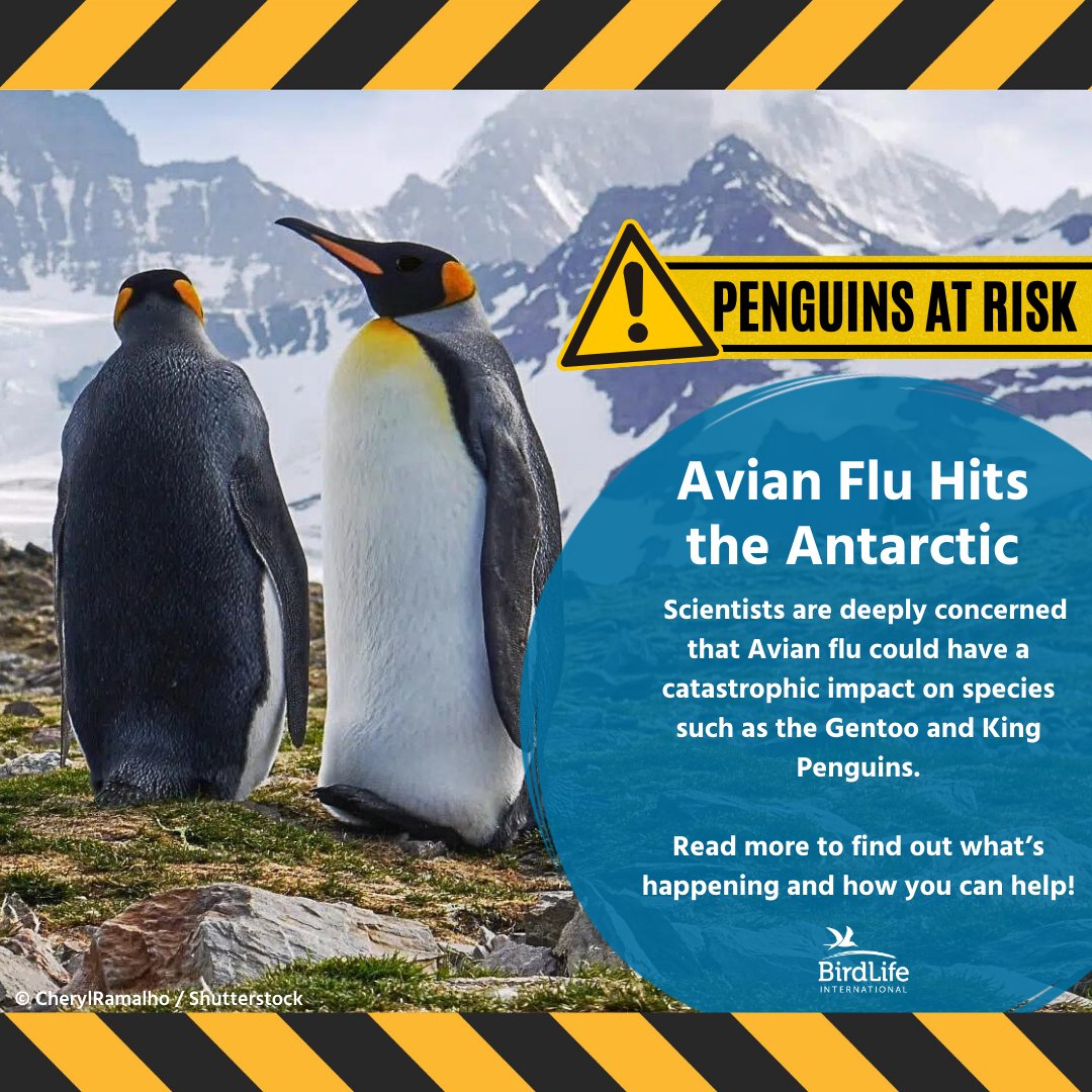 🐧Penguins At Risk 🚨 Avian Flu has severely impacted colonies of seabirds from Alaska to Antarctica, and now there are concerns about the impacts it will have on species like the Gentoo and King Penguins. ❄️ At BirdLife International, our science team and network of Local…