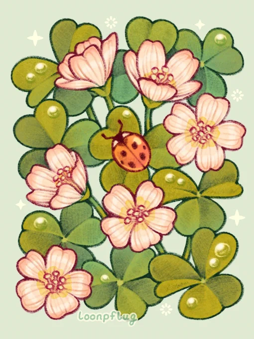 wood sorrel  