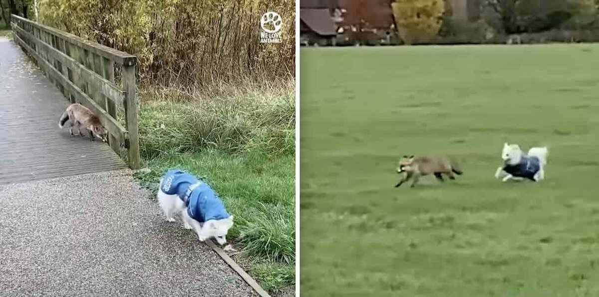 cathedralvet's tweet photo. A cunning fox approaches a dog in an attempt to engage him in a playful interaction. https://t.co/aBt2jLd1bc https://t.co/6G0rDYbfRW
