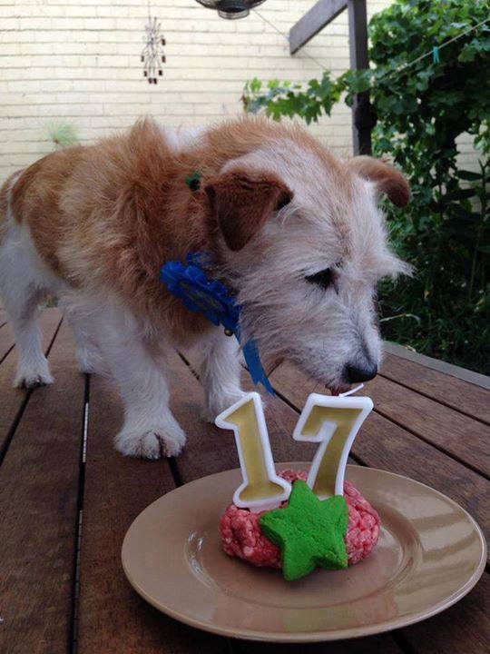 Best in Dogs tweet media