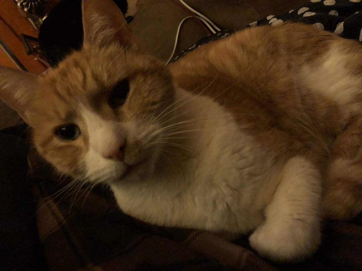 allijayne_'s tweet photo. @writerlynds thank you for sharing your pippin. this was my pippin. i miss him more than anything. i hope you enjoy the orange boy activities ♥️ https://t.co/qjSMLKtmSf