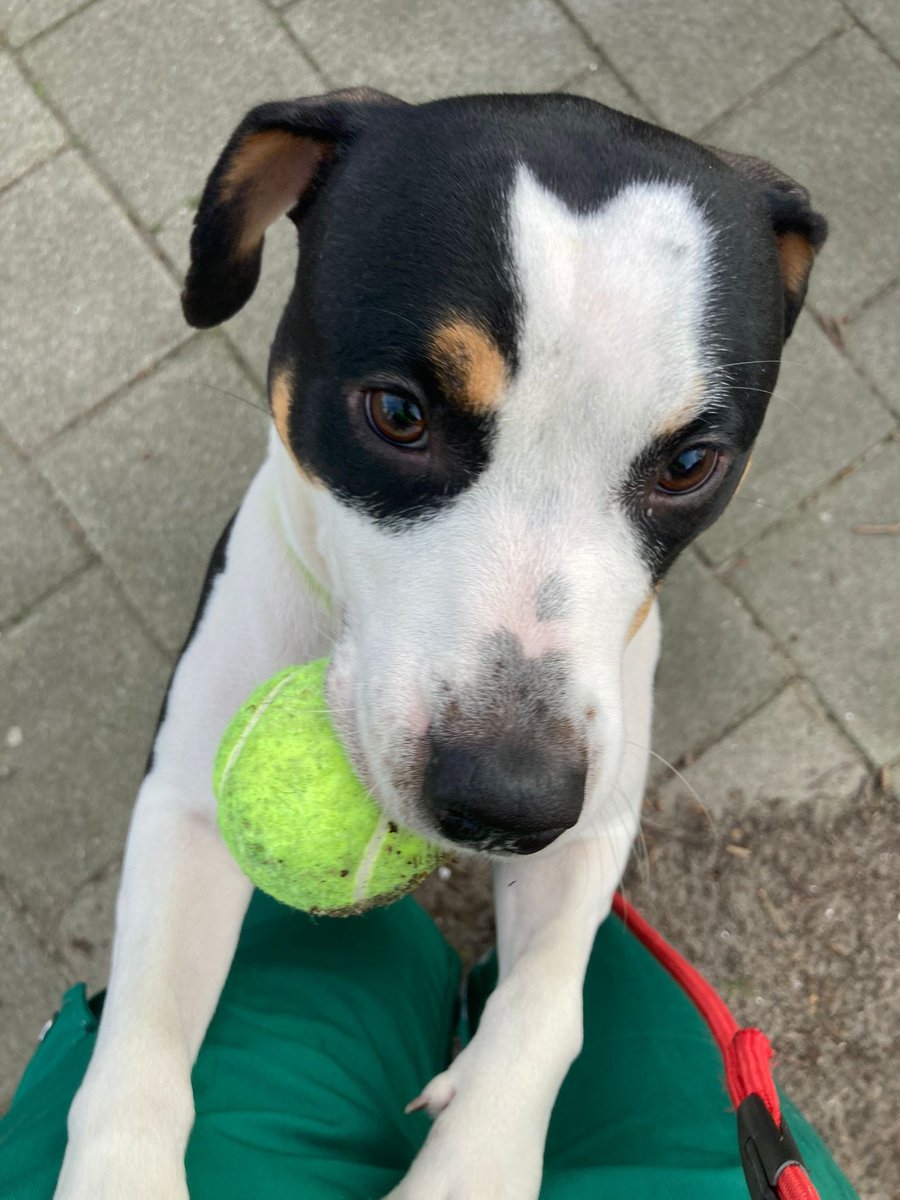 Dierenambulance Amsterdam tweet media