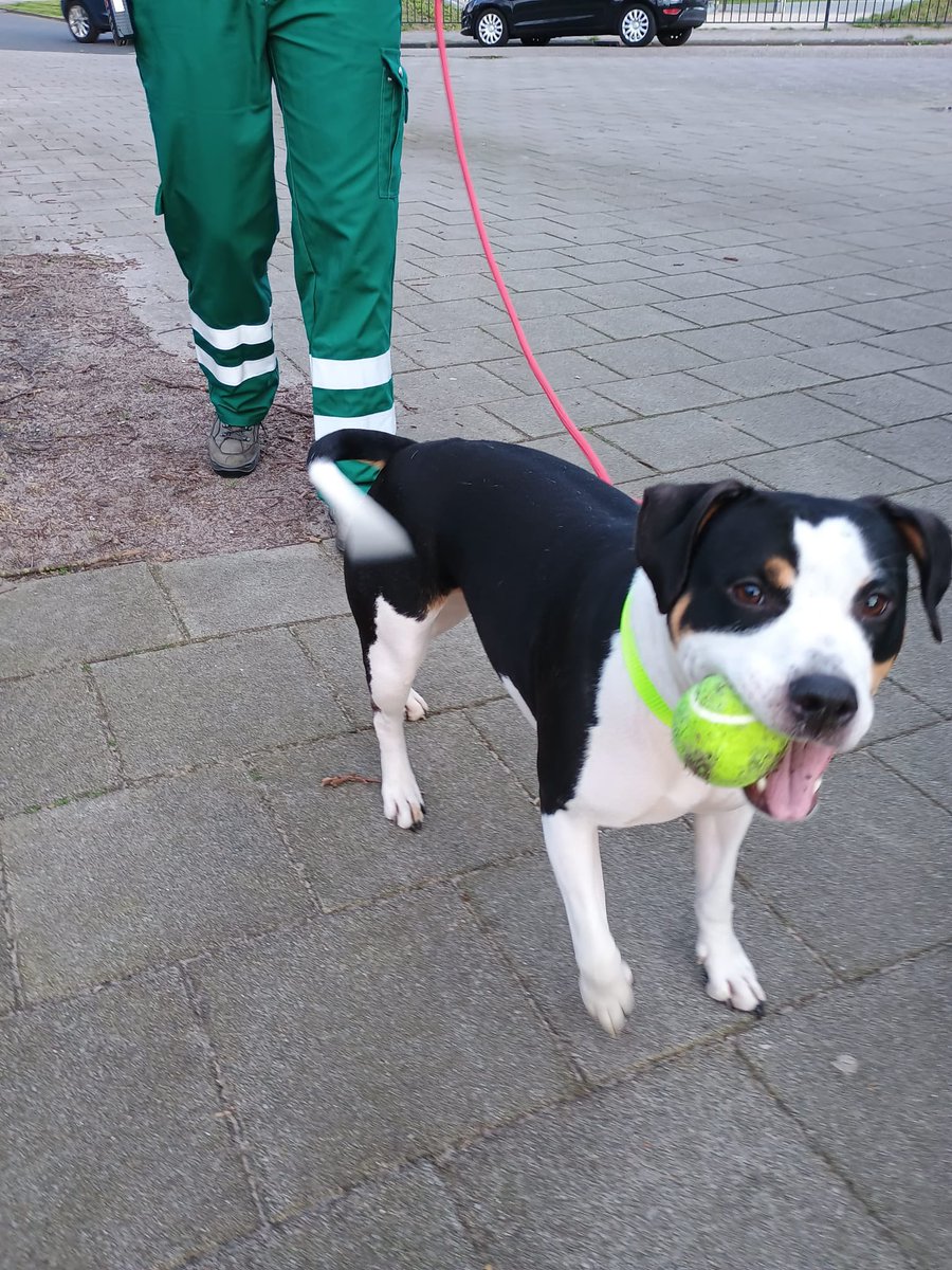 Dierenambulance Amsterdam tweet media