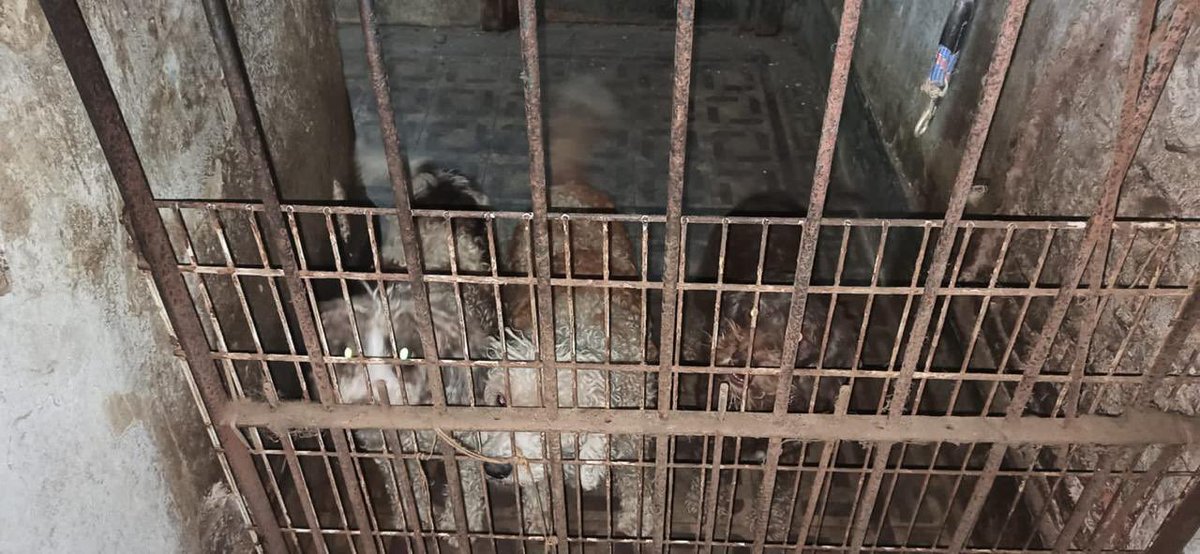 *FALLO HISTÓRICO: PRIMERA CONDENA POR CRUELDAD ANIMAL EN LA CIUDAD DE BUENOS AIRES*
 
El Ministerio Público Fiscal de la Ciudad logró la primera condena a través de un juicio oral y público para el responsable de un criadero clandestino por actos de crueldad animal.
 
El caso fue