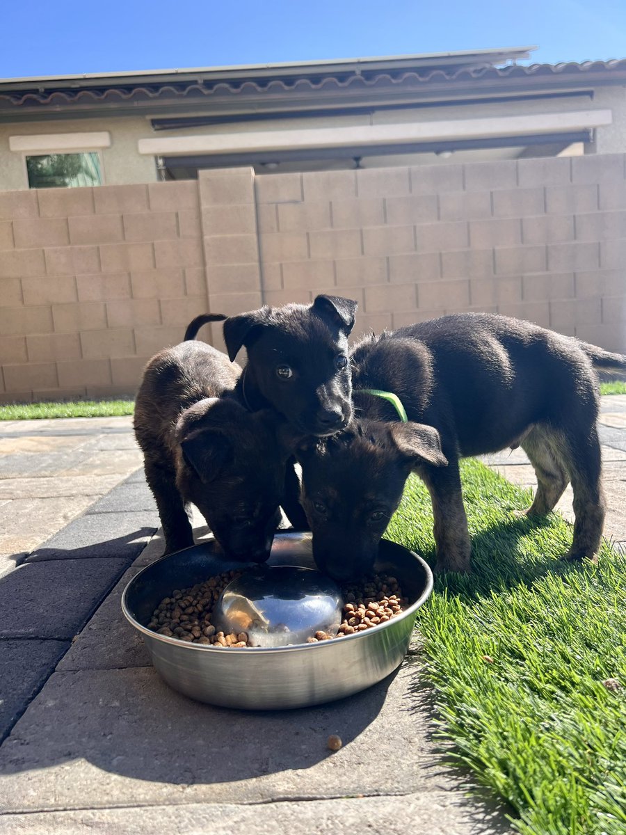IrasemaPaster's tweet image. “After you match, do something you’ve always wanted to do and won’t have time to do for the next 5-7 years”
*insert five foster puppies* 🤠