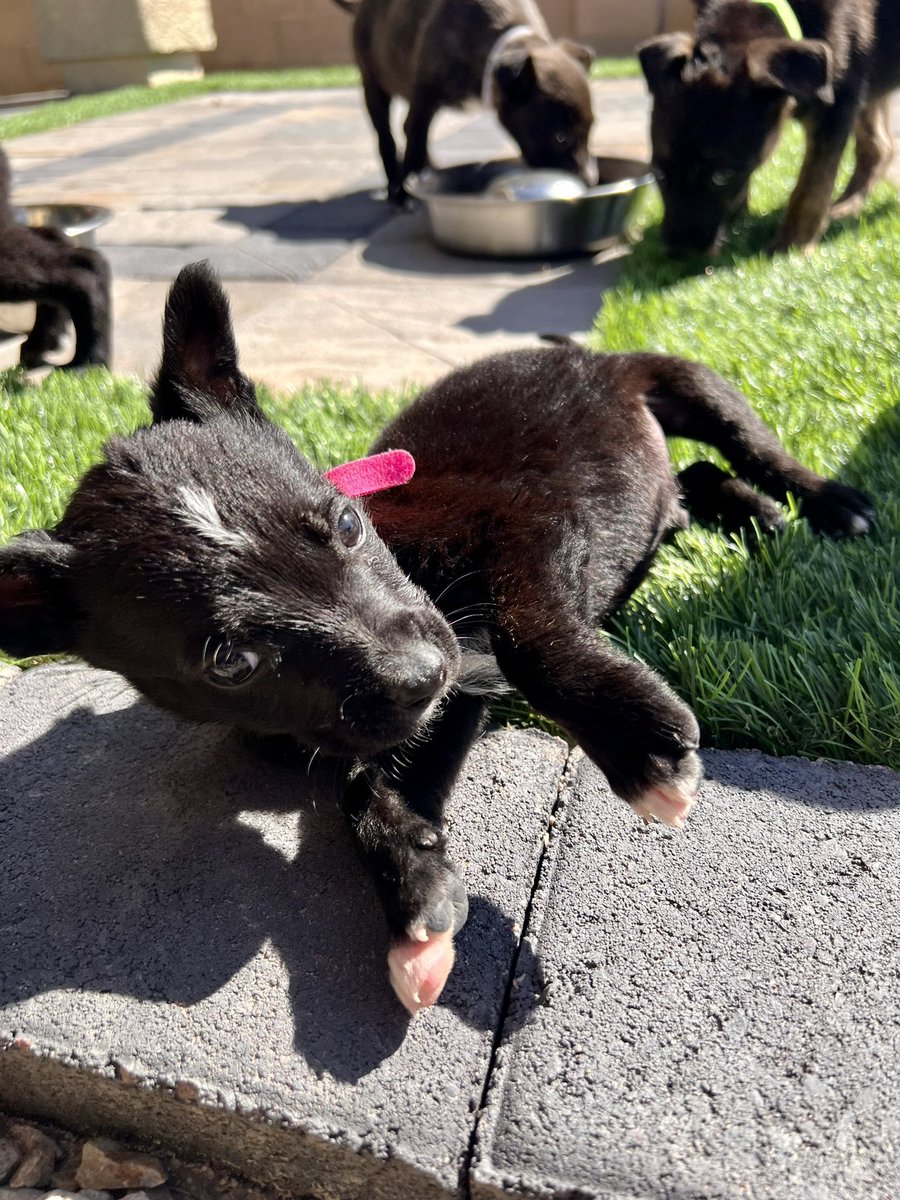 IrasemaPaster's tweet image. “After you match, do something you’ve always wanted to do and won’t have time to do for the next 5-7 years”
*insert five foster puppies* 🤠