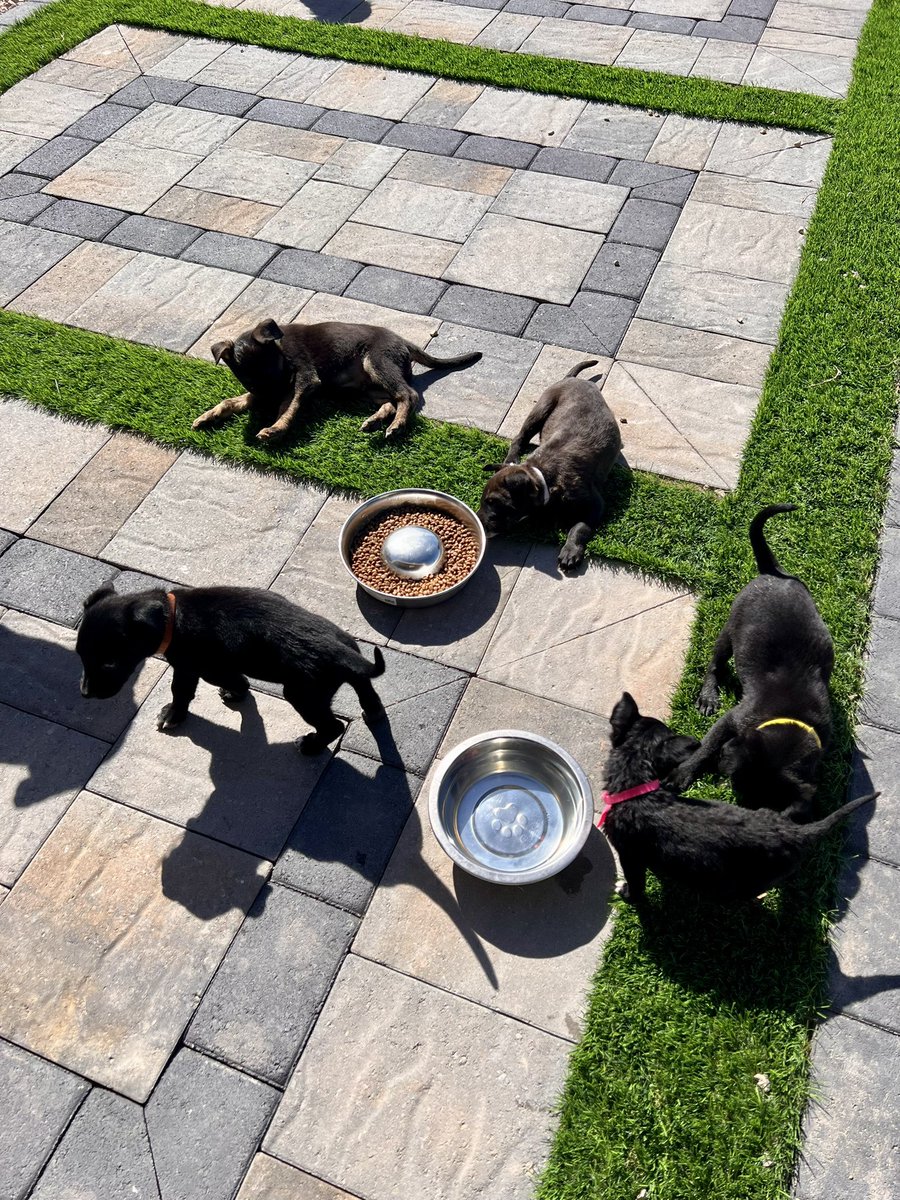 IrasemaPaster's tweet image. “After you match, do something you’ve always wanted to do and won’t have time to do for the next 5-7 years”
*insert five foster puppies* 🤠
