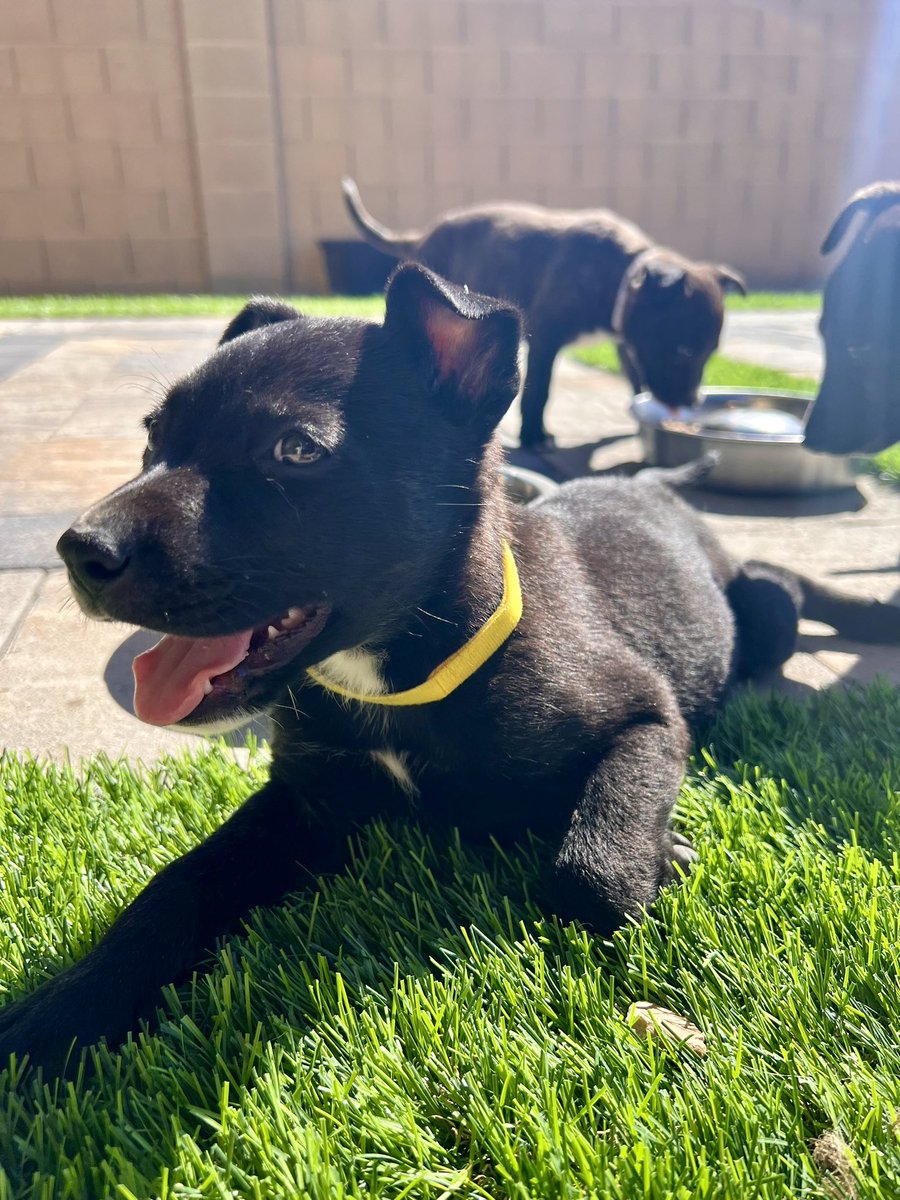 IrasemaPaster's tweet image. “After you match, do something you’ve always wanted to do and won’t have time to do for the next 5-7 years”
*insert five foster puppies* 🤠