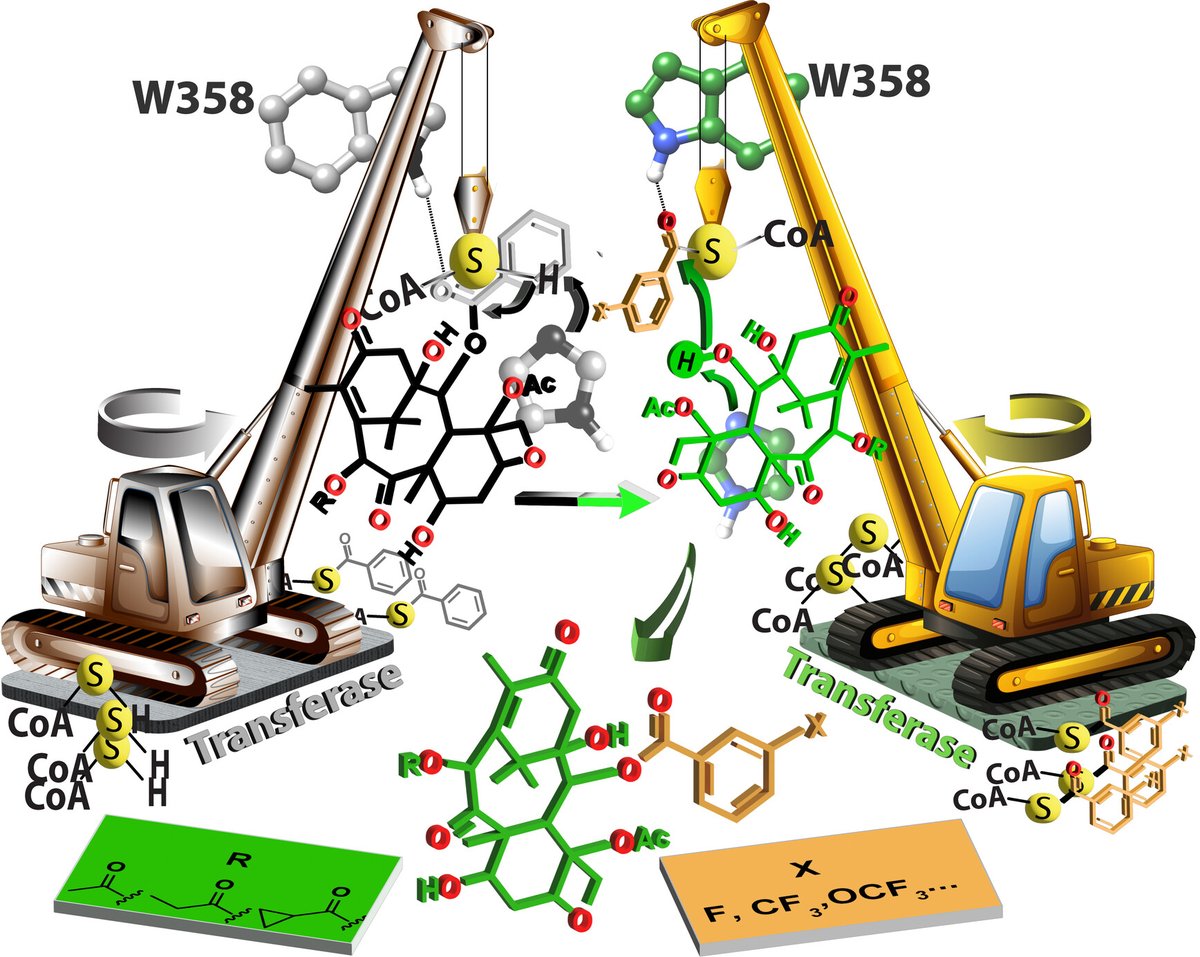 MSUChem's tweet photo. A new @ChemCatChem paper from the lab of Prof. Kevin Walker, who calls @MSUChem and @MSU_BMB home!

"Biocatalytic and Regioselective Exchange of 2-O-Benzoyl for 2-O-(m-Substituted)Benzoyl Groups to Make Precursors of Next-Generation Paclitaxel Drugs"

https://t.co/EtIhn4CtK3 https://t.co/P1gRHIUyut