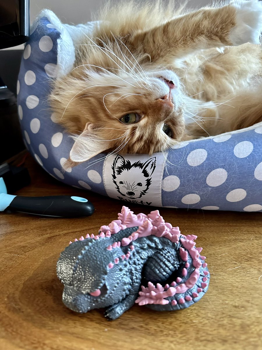 🌈 Buddy 🌈 & Gizmo 🦁🦁 tweet media
