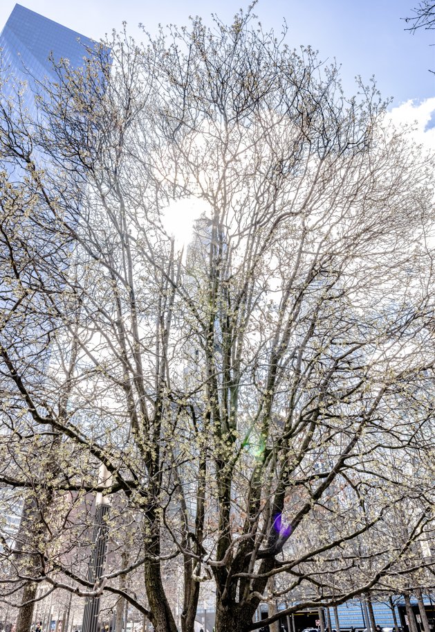 The last to lose its leaves in the Fall and first to bloom in Spring, the #SurvivorTree stands as a symbol of hope and resilience.