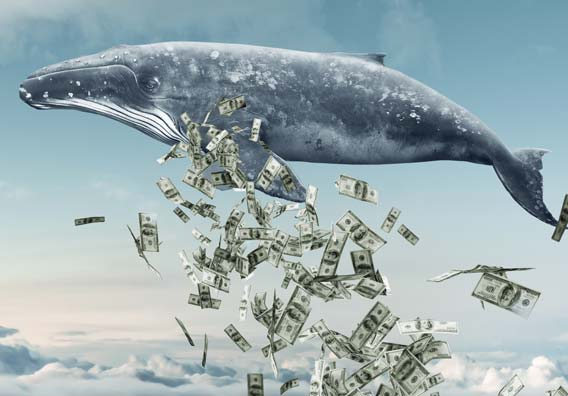 whaleprofessoor's tweet photo. Comment tracker les whales qui font des centaines de milliers $$$ sur Base ? 🐳

Mets dans tes signets pour éviter de le perdre…

THREAD (Pépite…)🧵 https://t.co/S3SOs5qwgk