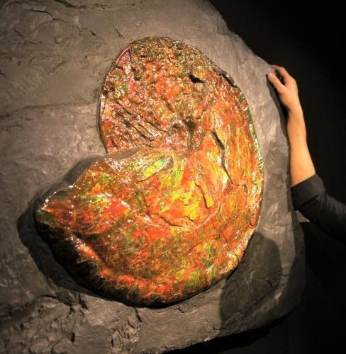 Ammonite Fossil on matrix (Upper Cretaceous) | #Geology #GeologyPage #Fossil 

Locality: Bearpaw Formation, Alberta, Canada

Geology Page 
geologypage.com