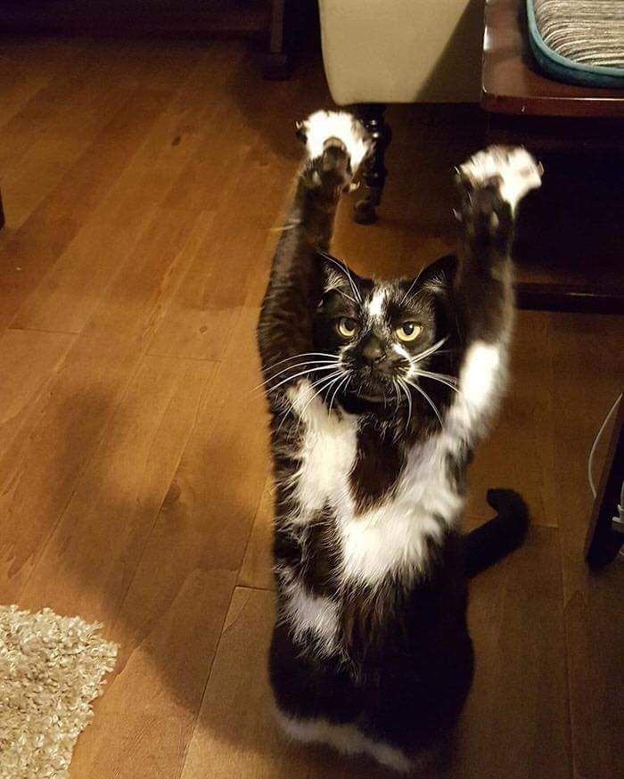ShouldHaveCat's tweet photo. can't stop thinking about this cat called Keys that just raises its arms for no reason https://t.co/fcWT9l2oMT