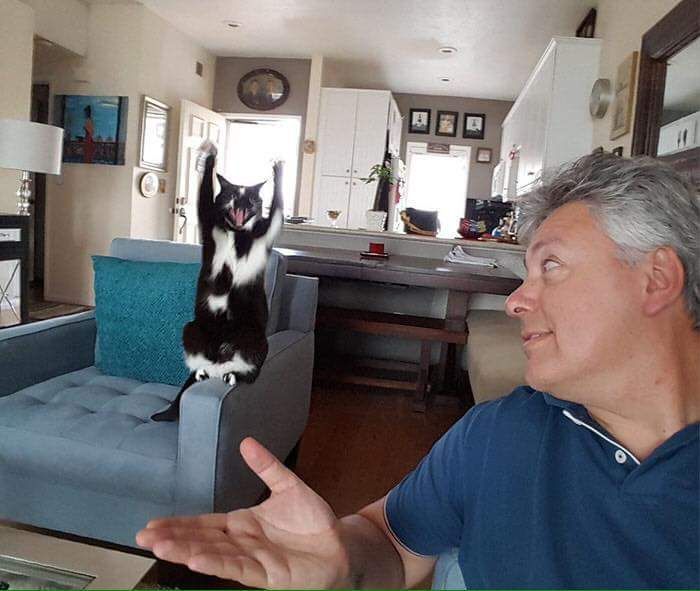 ShouldHaveCat's tweet photo. can't stop thinking about this cat called Keys that just raises its arms for no reason https://t.co/fcWT9l2oMT