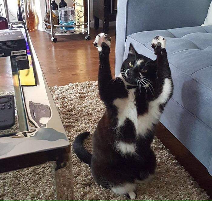 ShouldHaveCat's tweet photo. can't stop thinking about this cat called Keys that just raises its arms for no reason https://t.co/fcWT9l2oMT