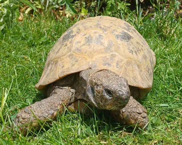 AlbertTortoise's tweet photo. Bright, downpour, bright. This is #ALBERTthetortoise reporting confusing #weather. I patrolled, took shelter, ate, patrolled... and napped. A full day. But still I managed to #supervise a few things. Hope your week is passing well. #TakeCare https://t.co/ifzLh573KF
#tortoise https://t.co/RybzipVT7c