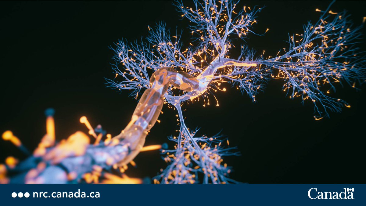 NRC_CNRC's tweet photo. Extracellular vesicles carry lipids, RNA and proteins for communication between cells! #GRDICanada partners are studying the impact of using these extracellular vesicles to regenerate brain tissue damages caused by strokes. https://t.co/yL69l3XYxf https://t.co/Mwd9TnXItY