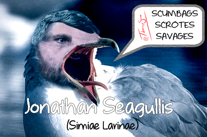 BREAKING NEWS  Returning to the shores the Seagullis (simiae larinae) was thought to have been lost and