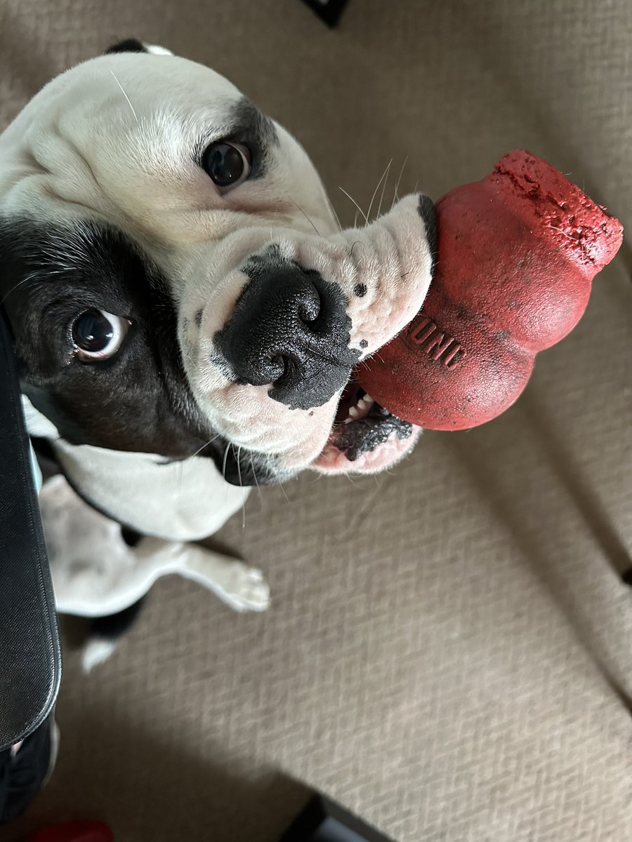 wendyjnevins's tweet photo. Iโm trying to work here Billy! No matter how many toys you bring me or how cute you look. And yes one of the Kong toys has the top cut off as itโs the one he got completely wedged in his mouth ๐#tryingtowork #belikebilly #adoptdontshop #needydog https://t.co/K7pfaK58fF