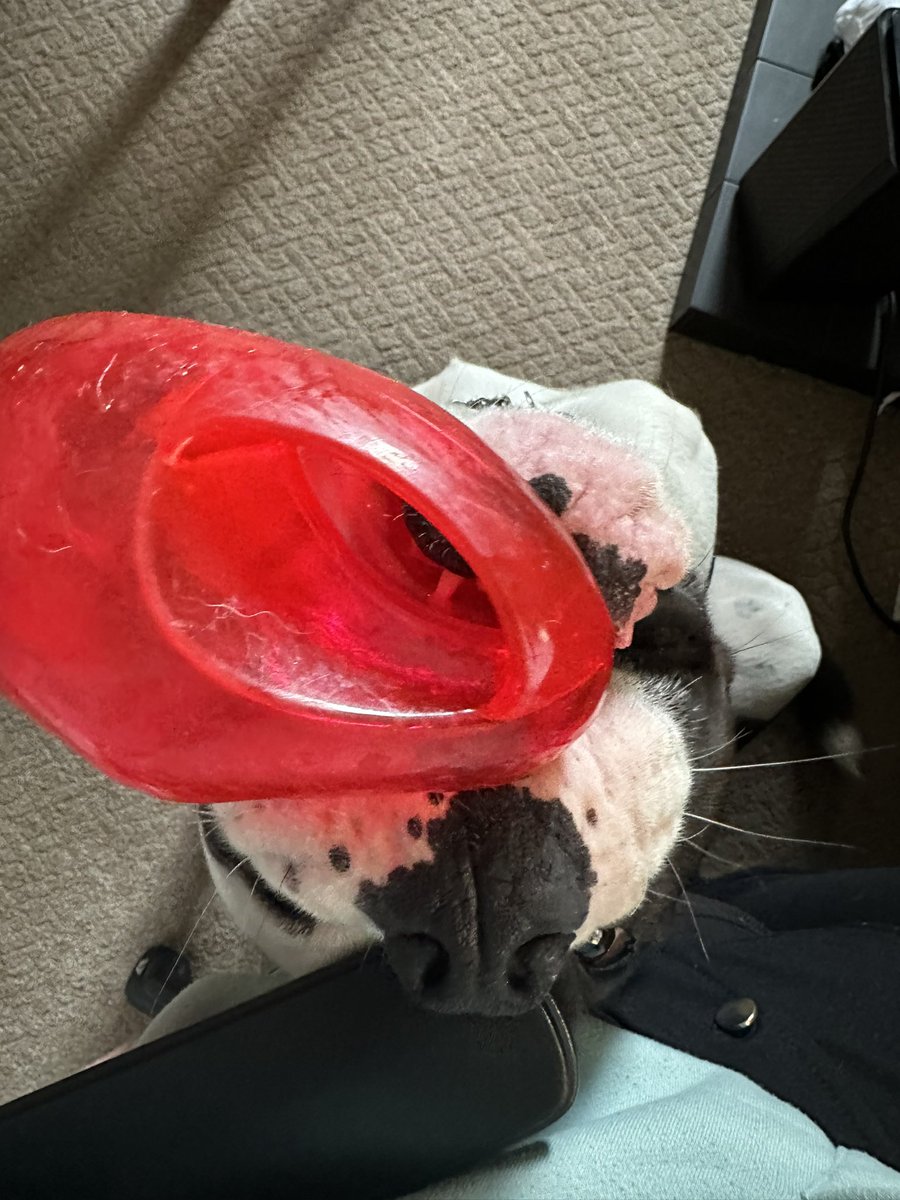 wendyjnevins's tweet photo. Iโm trying to work here Billy! No matter how many toys you bring me or how cute you look. And yes one of the Kong toys has the top cut off as itโs the one he got completely wedged in his mouth ๐#tryingtowork #belikebilly #adoptdontshop #needydog https://t.co/K7pfaK58fF