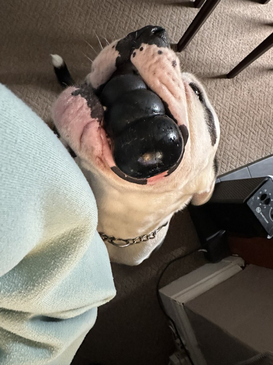 wendyjnevins's tweet photo. Iโm trying to work here Billy! No matter how many toys you bring me or how cute you look. And yes one of the Kong toys has the top cut off as itโs the one he got completely wedged in his mouth ๐#tryingtowork #belikebilly #adoptdontshop #needydog https://t.co/K7pfaK58fF