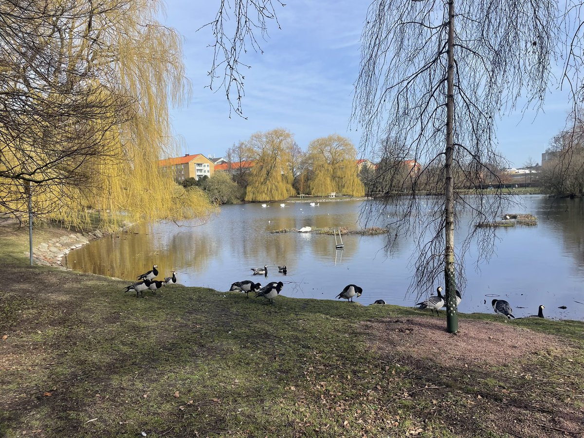 palaeo_mich's tweet image. Day 5: it’s our finally day in Malmö! Today we’ve assessed the relationship between physical geography and environmental sustainability in an urban park! The sun shone for the @NewGeographyUCC students☀️
