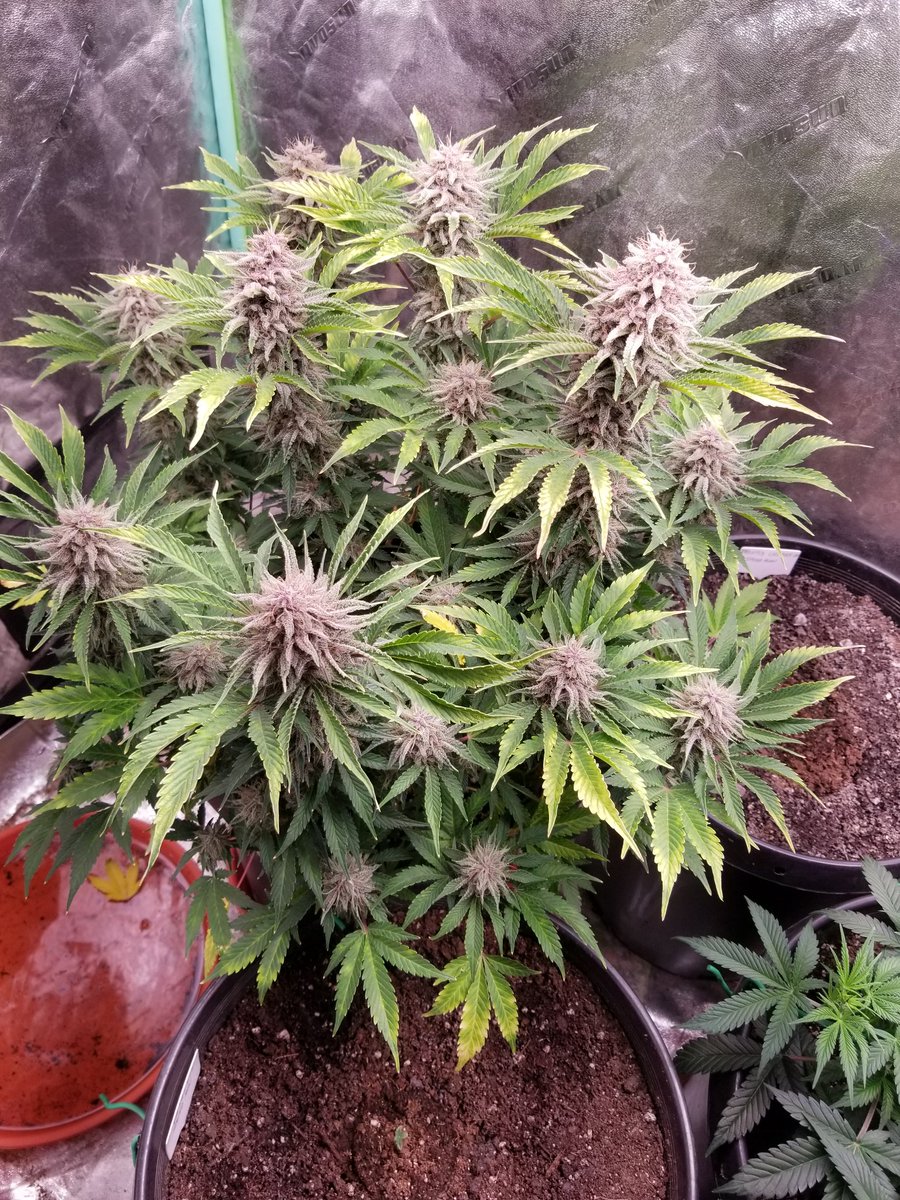 johnn92099's tweet photo. Day 78 for the last one of my winter run. Grape Slurry from @RocBud. Crazy frost coverage on purple buds. https://t.co/DKCgRpBWaV