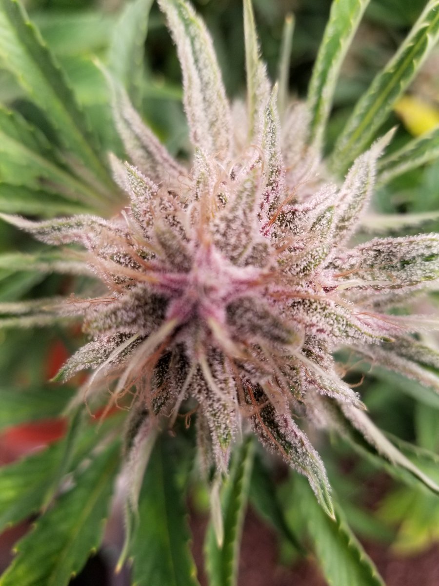 johnn92099's tweet photo. Day 78 for the last one of my winter run. Grape Slurry from @RocBud. Crazy frost coverage on purple buds. https://t.co/DKCgRpBWaV