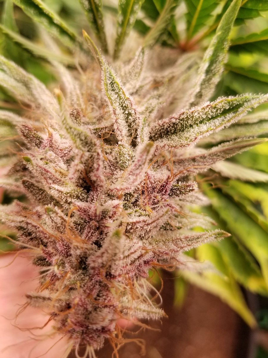 johnn92099's tweet photo. Day 78 for the last one of my winter run. Grape Slurry from @RocBud. Crazy frost coverage on purple buds. https://t.co/DKCgRpBWaV