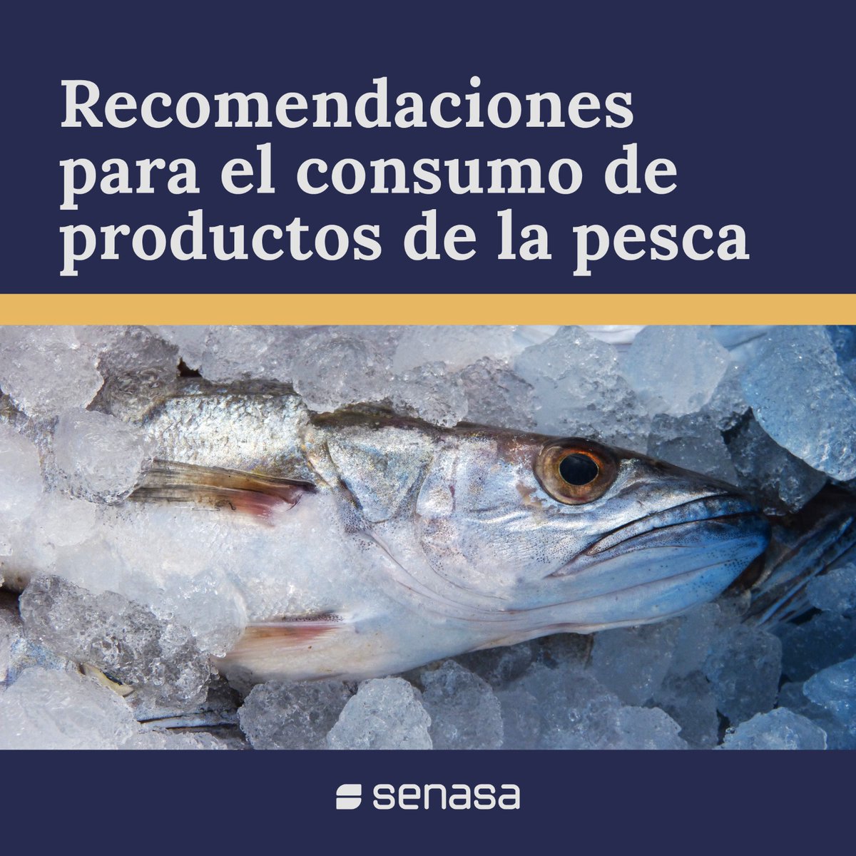SenasaAR's tweet photo. En vísperas de #SemanaSanta les brindamos pautas para adquirir productos de la pesca inocuos durante estas fechas🐟

➕ℹ️👉 https://t.co/HqcV5eJjDm https://t.co/LnmtIDr1pm