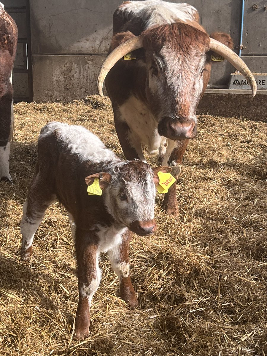 Nothing says that the Easter weekend is pending more than the arrival of a newborn calf at Longbrook Farm! 🐮 🐣 #BackBritishFarming @LonghornOffice