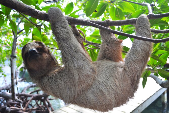 Going to Roatan? Want to see a sloth? Hold a monkey? Zipline across the jungle? There are plenty of adventures to be had! Use our Viator affiliate link to explore: viator.com/Roatan/d4132-t… #Roatan #sloths #wildlife #Honduras #cruising #adventure