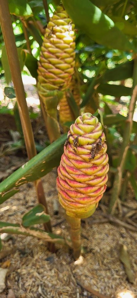 FarmerSteveM's tweet photo. @McTaju Ginger https://t.co/Kz8ovM6tcQ