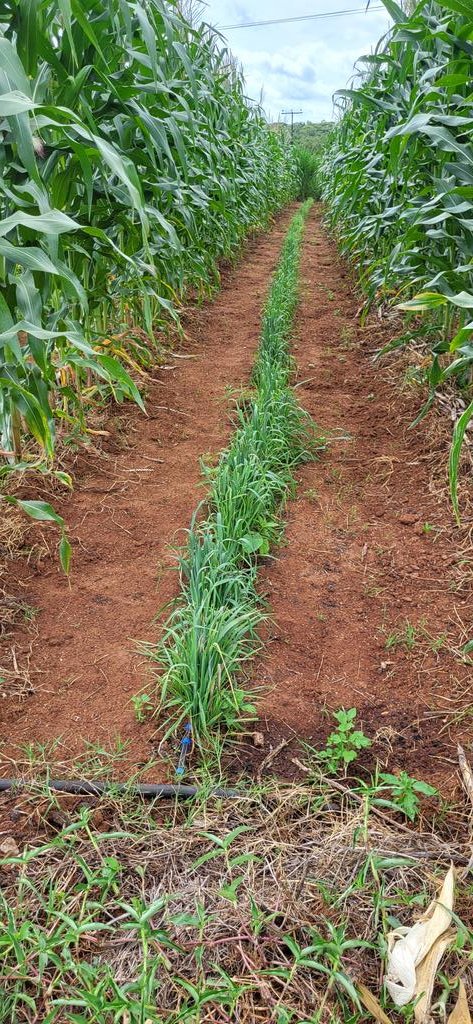 FarmerSteveM's tweet photo. Oats and Maize intercropping https://t.co/CGlhOx3m4p