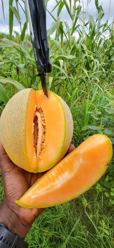 FarmerSteveM's tweet photo. Cantaloupe/ Spanspek https://t.co/aAuT9f2iTE