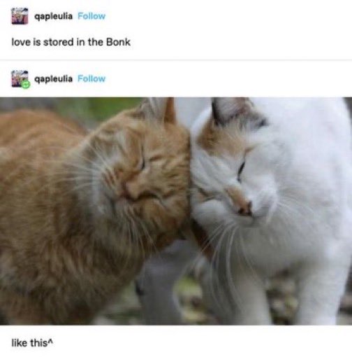 PunchingCat's tweet photo. https://t.co/HtNzDeaEzh