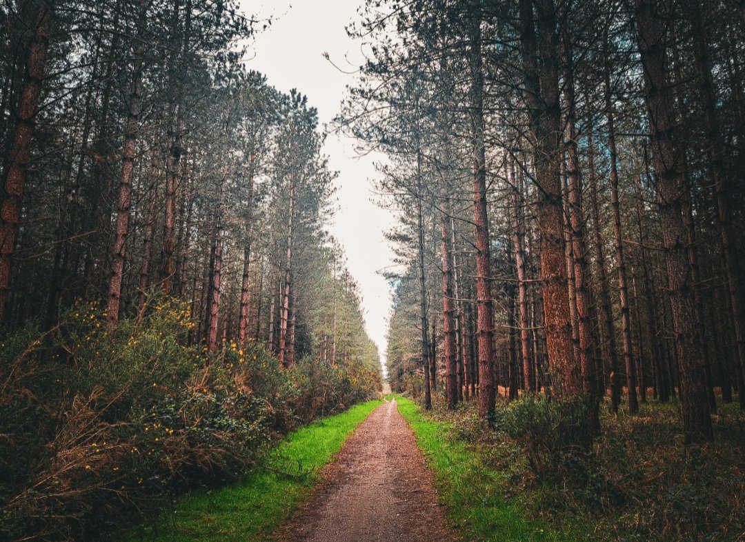 The peace in this picture 🫶🏻 #peace #peaceful #awayfromdrama #forests #forestphotography #woodland #woodlandphotography #treeclub @WoodlandNomad